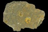 Two Fossil Ordovician Edrioasteroids - Morocco #115012-1